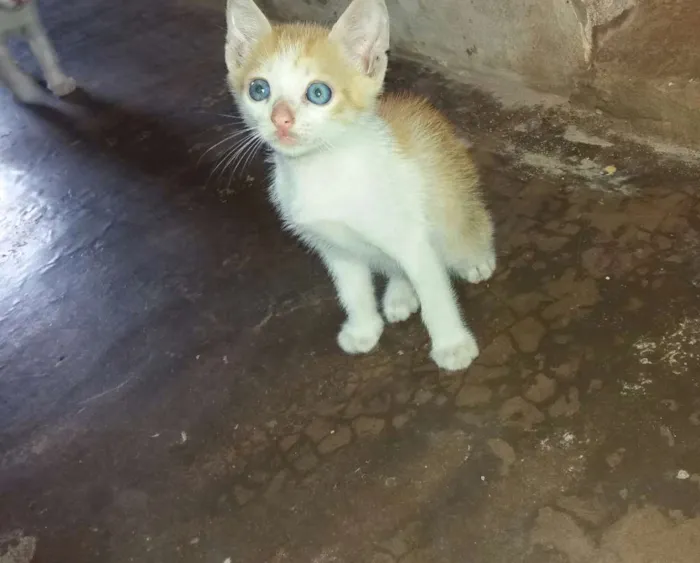 Gato raça  idade 2 a 6 meses nome Mel 