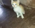 Mel