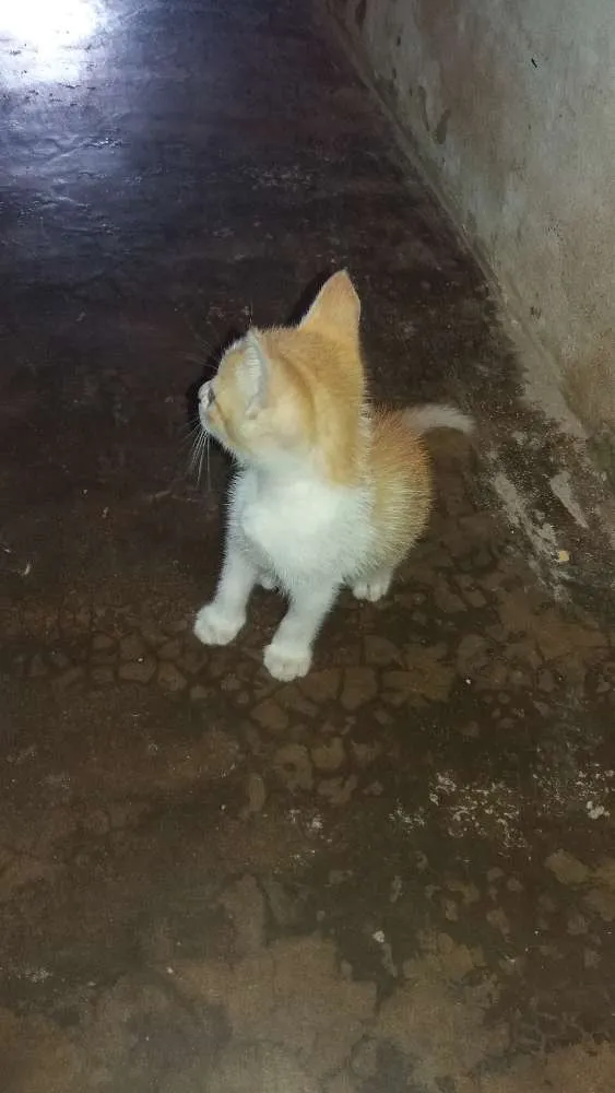 Gato raça  idade 2 a 6 meses nome Mel 