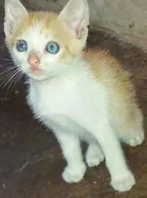 Gato raça  idade 2 a 6 meses nome Mel 