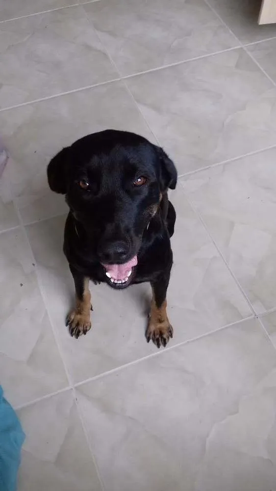 Cachorro ra a Sem raça definida idade 2 anos nome Negão 