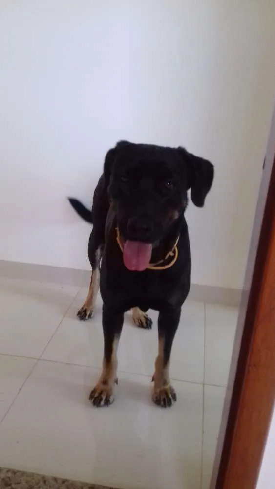 Cachorro ra a Sem raça definida idade 2 anos nome Negão 