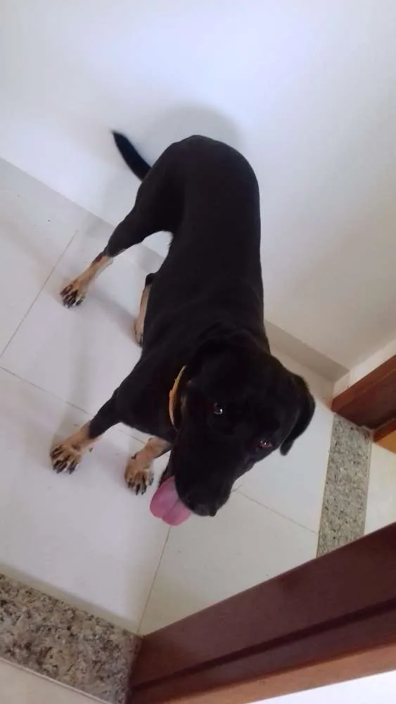 Cachorro ra a Sem raça definida idade 2 anos nome Negão 