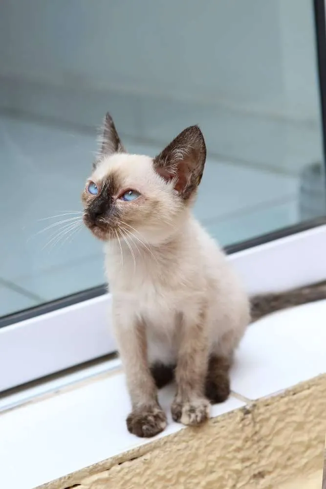 Gato ra a SRD (puxa para siamês) idade 2 a 6 meses nome Jully