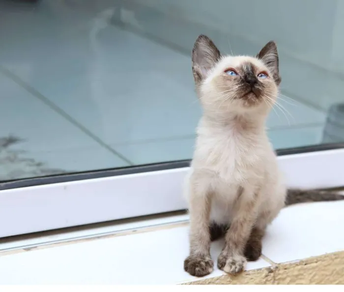 Gato ra a SRD (puxa para siamês) idade 2 a 6 meses nome Jully