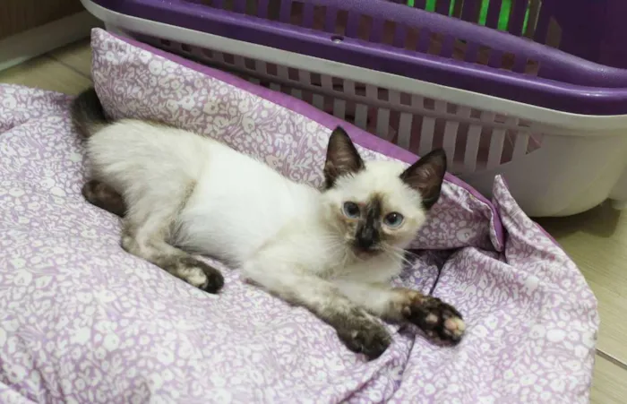 Gato ra a SRD (puxa para siamês) idade 2 a 6 meses nome Jully