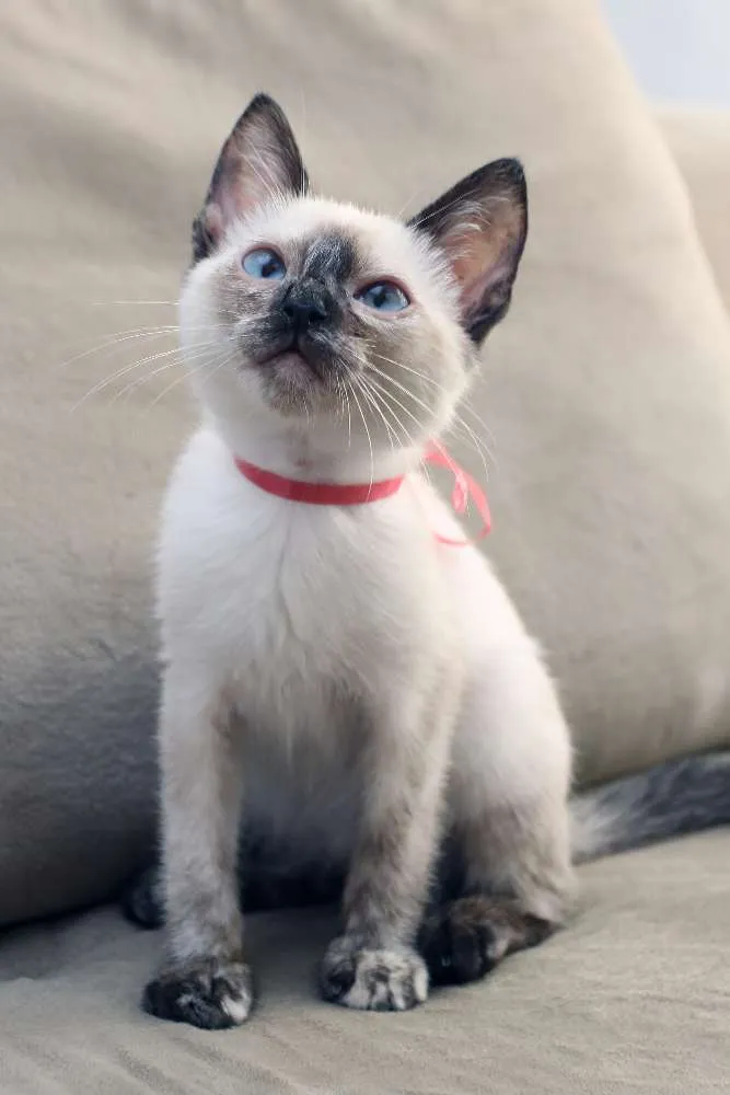 Gato ra a SRD (puxa para siamês) idade 2 a 6 meses nome Jully