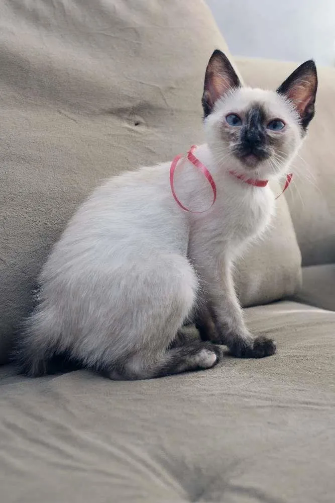 Gato ra a SRD (puxa para siamês) idade 2 a 6 meses nome Jully