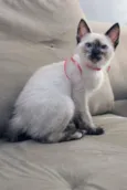 Jully