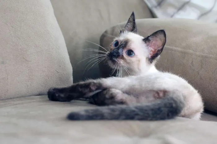 Gato ra a SRD (puxa para siamês) idade 2 a 6 meses nome Jully