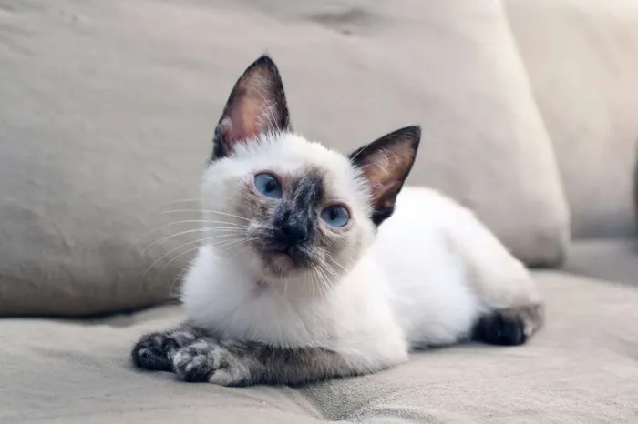 Gato ra a SRD (puxa para siamês) idade 2 a 6 meses nome Jully