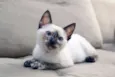 Jully