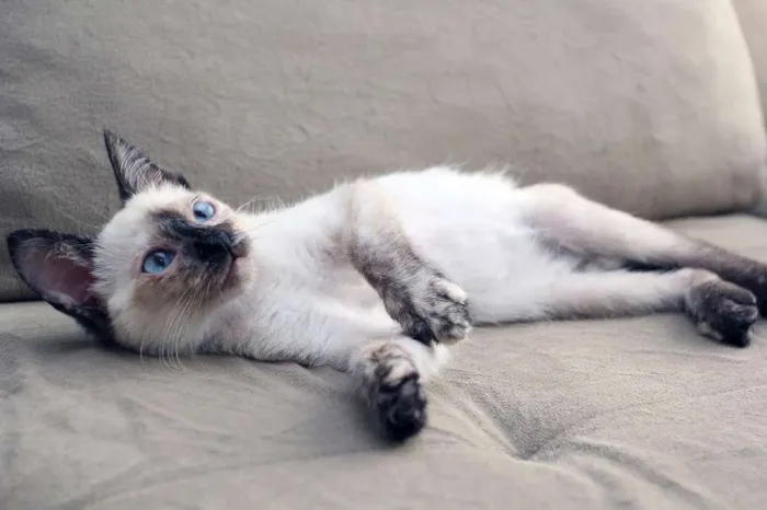 Gato ra a SRD (puxa para siamês) idade 2 a 6 meses nome Jully