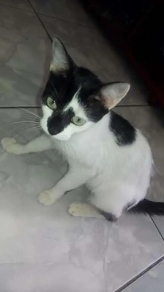 Gato ra a Vira lata idade 1 ano nome Panda
