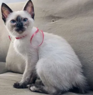 Gato raça SRD (puxa para siamês) idade 2 a 6 meses nome Jully