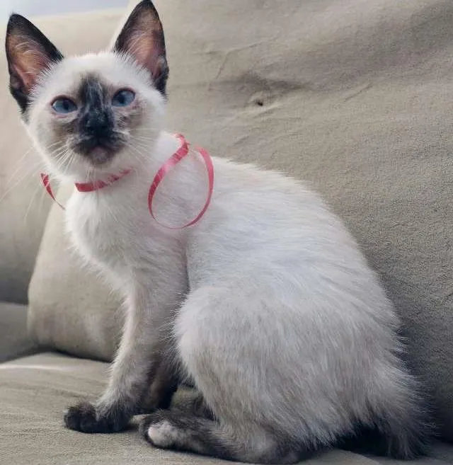 Gato ra a SRD (puxa para siamês) idade 2 a 6 meses nome Jully
