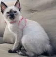 Jully
