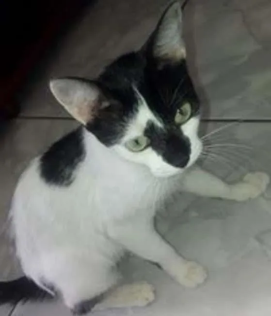 Gato ra a Vira lata idade 1 ano nome Panda