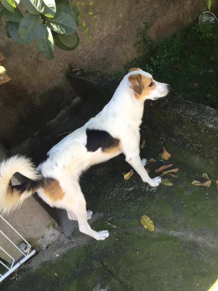 Cachorro ra a Sem raça definida  idade 2 anos nome Fox