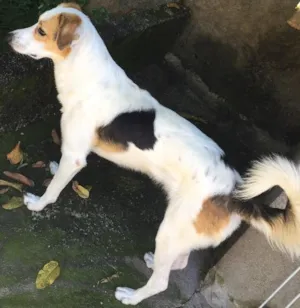 Cachorro raça Sem raça definida  idade 2 anos nome Fox