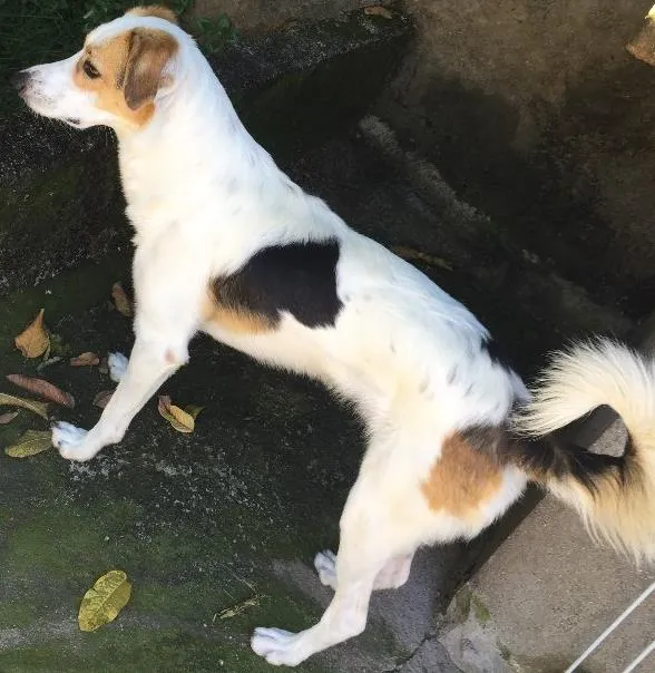 Cachorro ra a Sem raça definida  idade 2 anos nome Fox