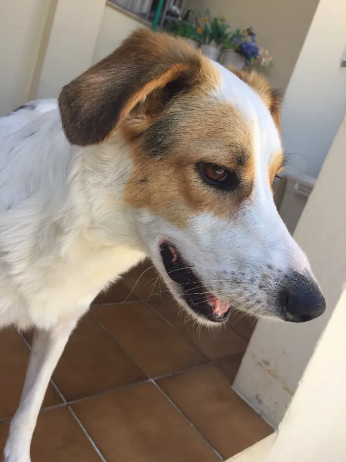 Cachorro ra a Sem raça definida  idade 2 anos nome Fox