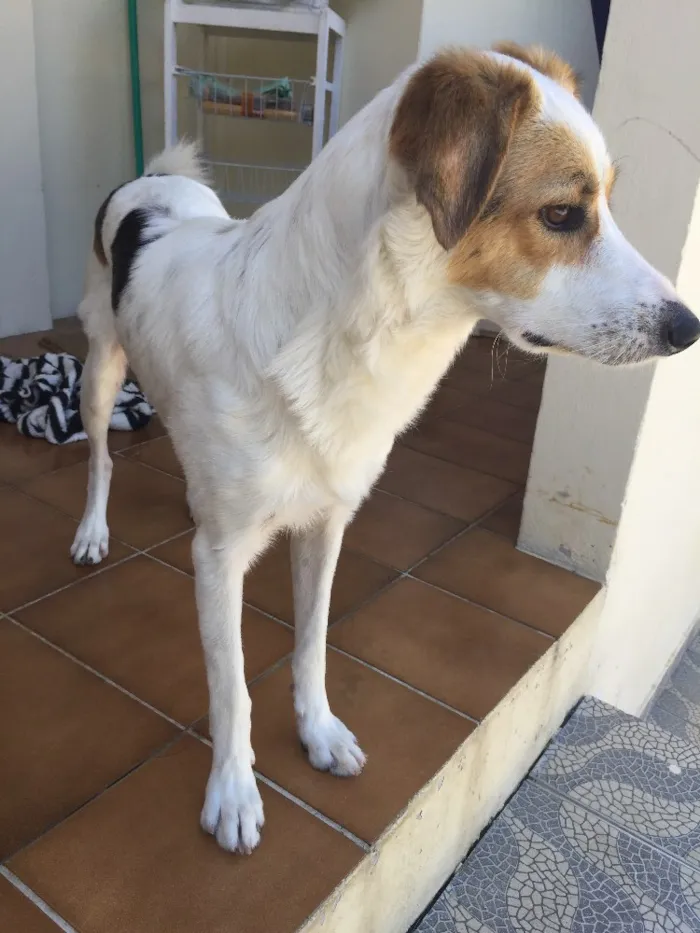 Cachorro ra a Sem raça definida  idade 2 anos nome Fox