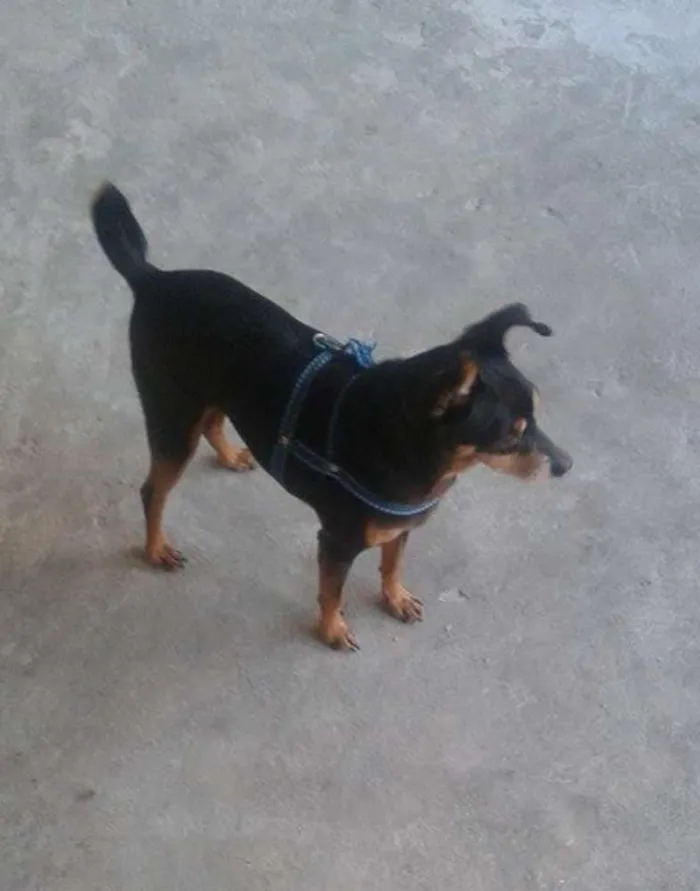 Cachorro ra a Pinscher idade 4 anos nome Spayk