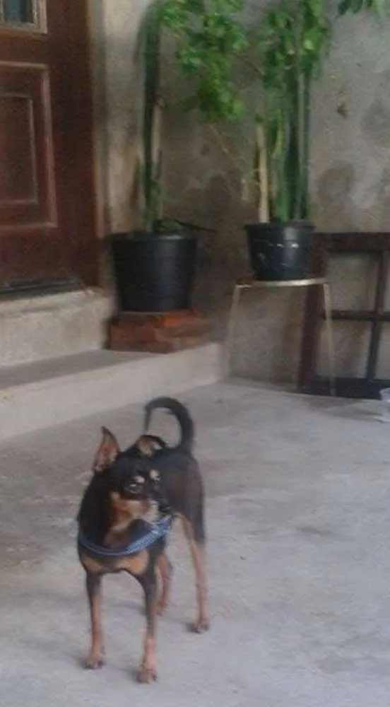 Cachorro ra a Pinscher idade 4 anos nome Spayk