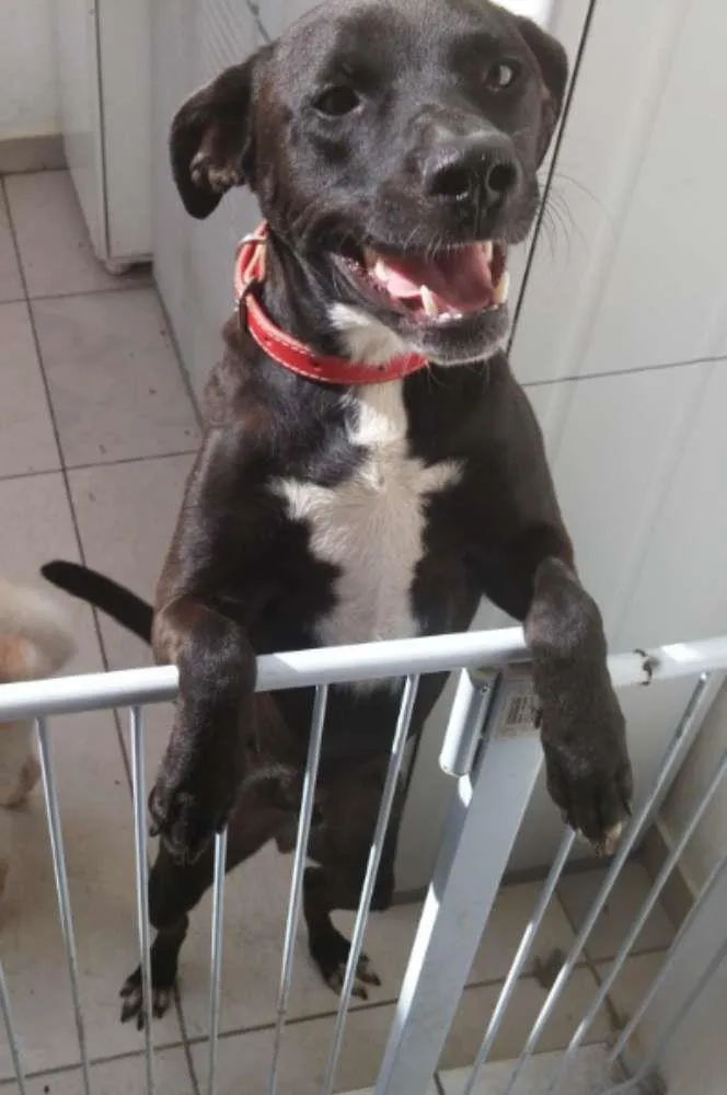 Cachorro ra a SRD idade 2 anos nome Sem nome