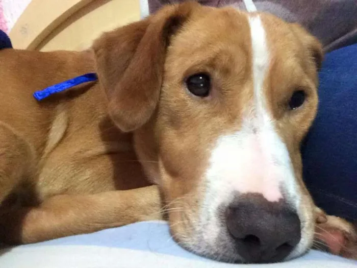 Cachorro raça MIsturado idade 1 ano nome Marley