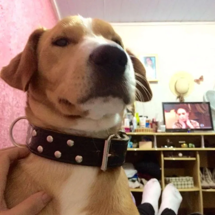 Cachorro raça MIsturado idade 1 ano nome Marley