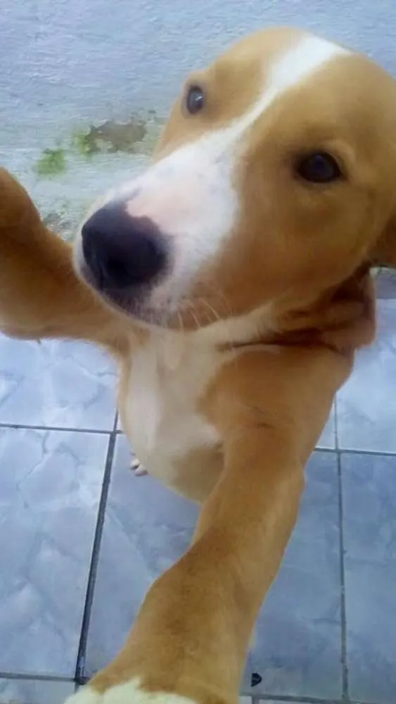 Cachorro raça MIsturado idade 1 ano nome Marley