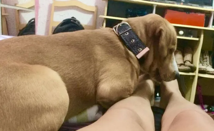 Cachorro raça MIsturado idade 1 ano nome Marley