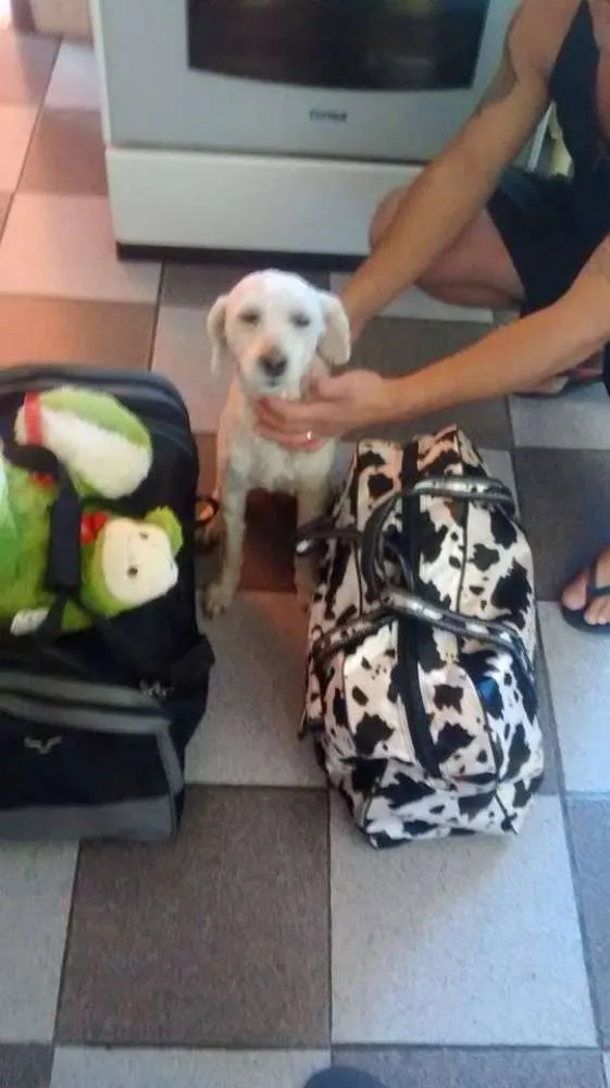 Cachorro ra a Poddle idade 5 anos nome Fofo