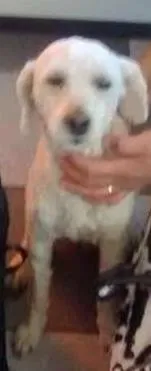 Cachorro ra a Poddle idade 5 anos nome Fofo