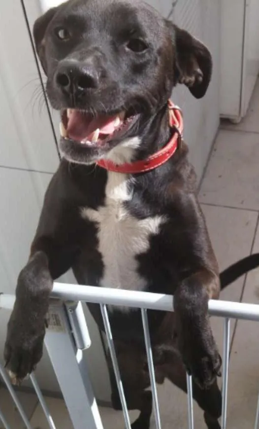 Cachorro ra a SRD idade 2 anos nome Sem nome
