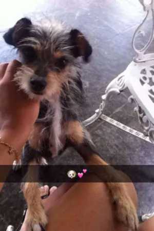 Cachorro raça não sei  idade 1 ano nome Nina 