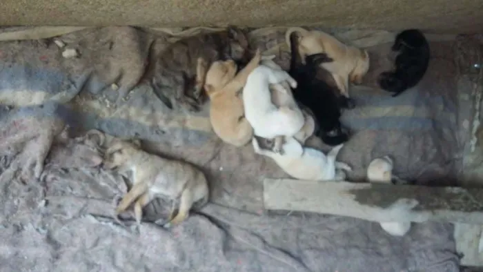 Cachorro ra a Vira lata  idade Abaixo de 2 meses nome Mamaduk 