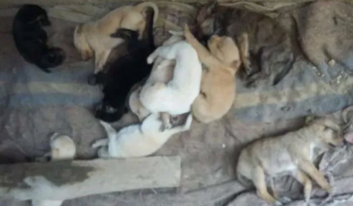 Cachorro ra a Vira lata  idade Abaixo de 2 meses nome Mamaduk 