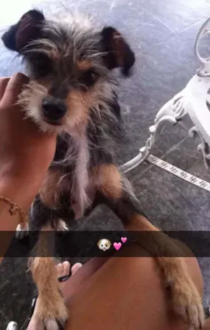 Cachorro raça não sei idade 1 ano nome Nina 
