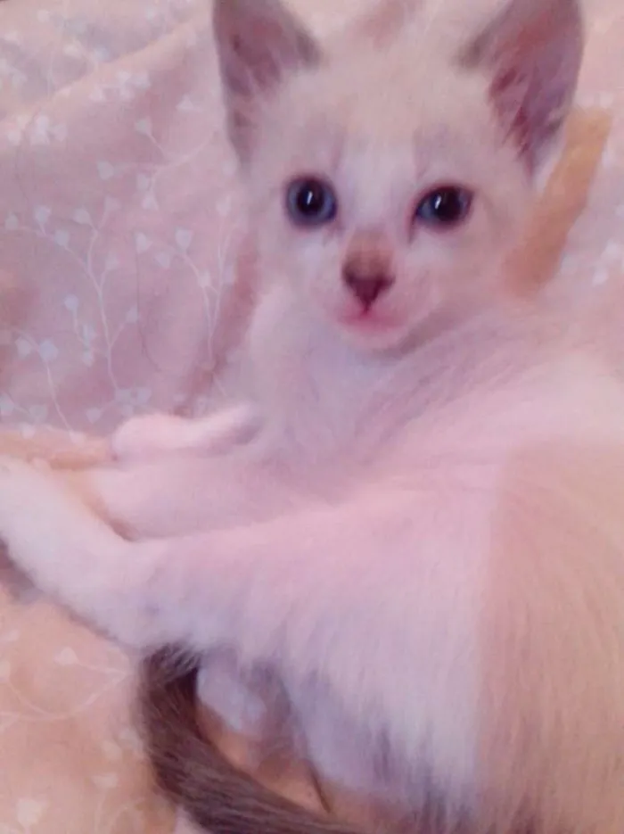 Gato ra a Siamês  idade Abaixo de 2 meses nome Lola