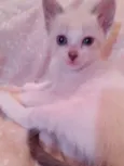 Lola