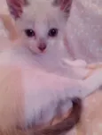 Lola
