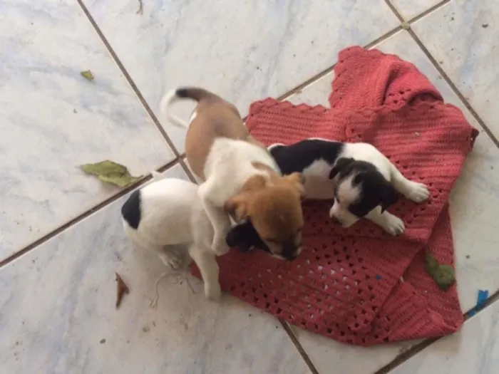 Cachorro ra a sem raça idade 2 a 6 meses nome sem nome