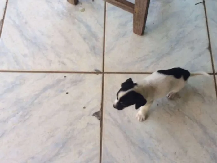 Cachorro ra a sem raça idade 2 a 6 meses nome sem nome