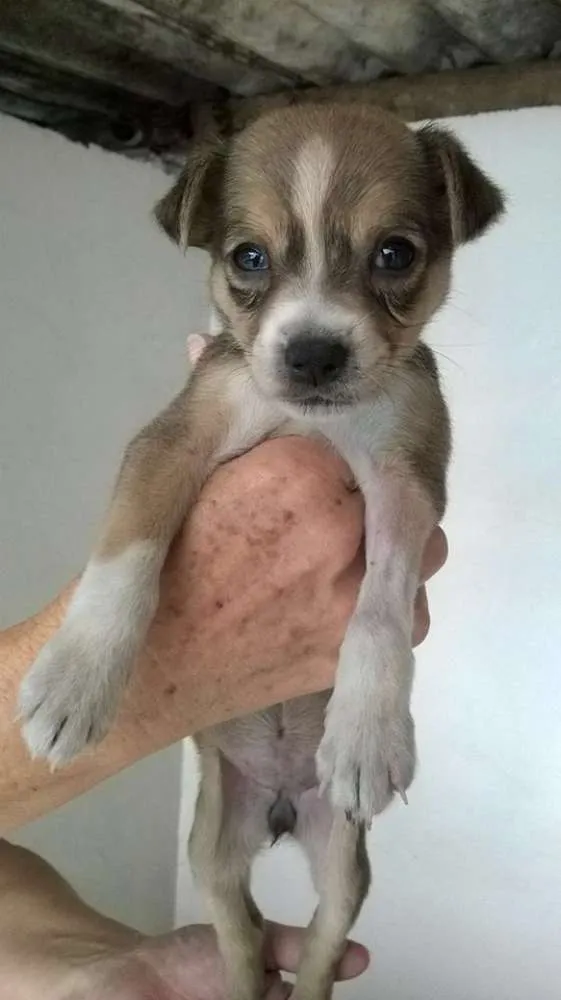 Cachorro ra a SRD idade 2 a 6 meses nome Diana