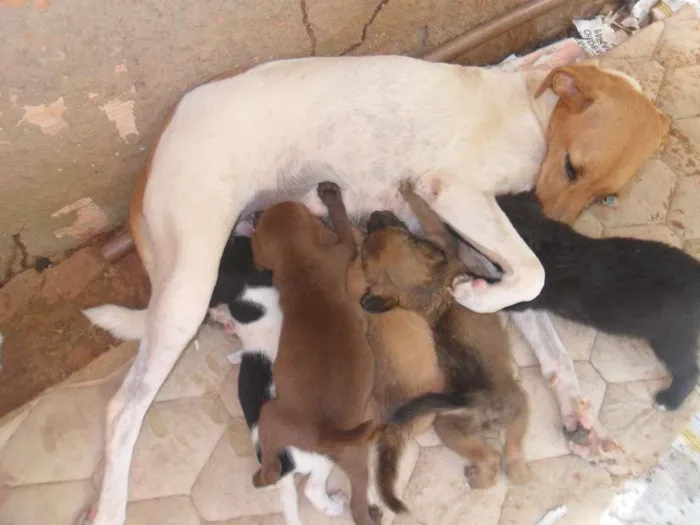 Cachorro ra a VIRA LATA idade 3 anos nome BOLINHA