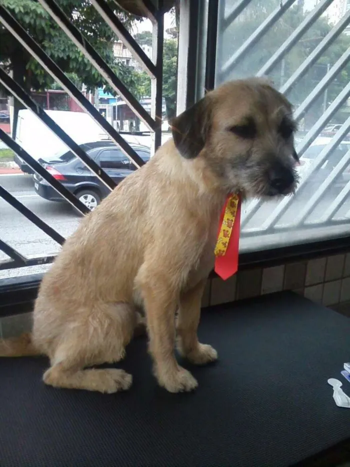 Cachorro ra a SRD idade 1 ano nome Nick