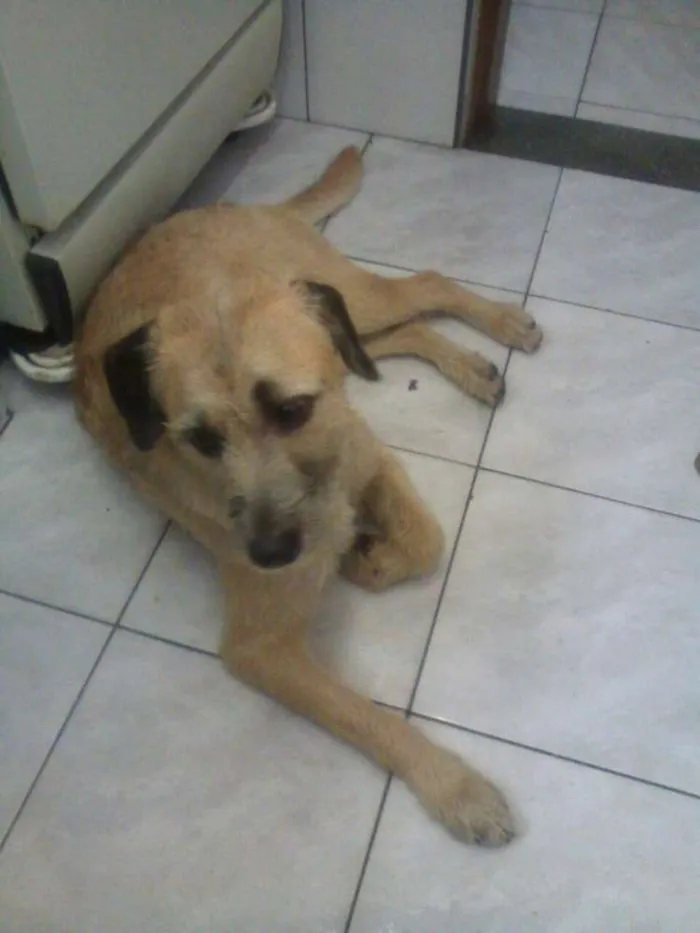 Cachorro ra a SRD idade 1 ano nome Nick